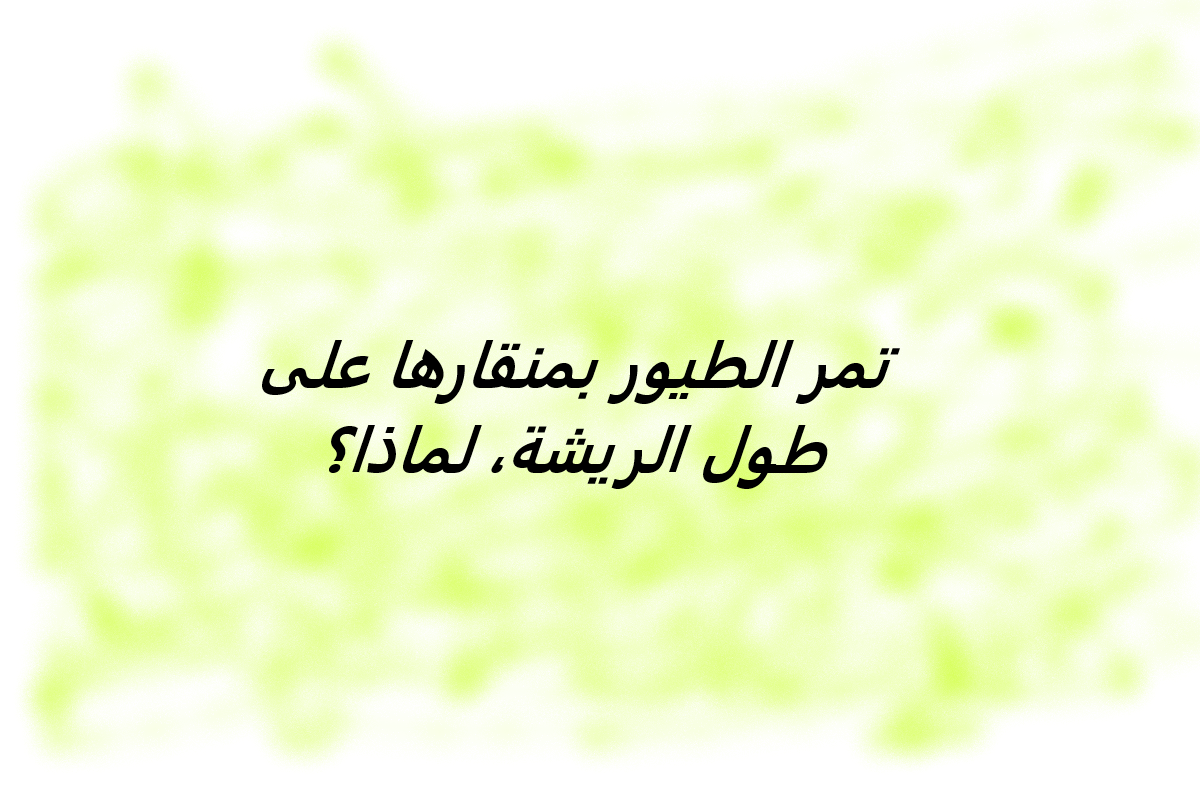 تمر الطيور بمنقارها على طول الريشة، لماذا؟