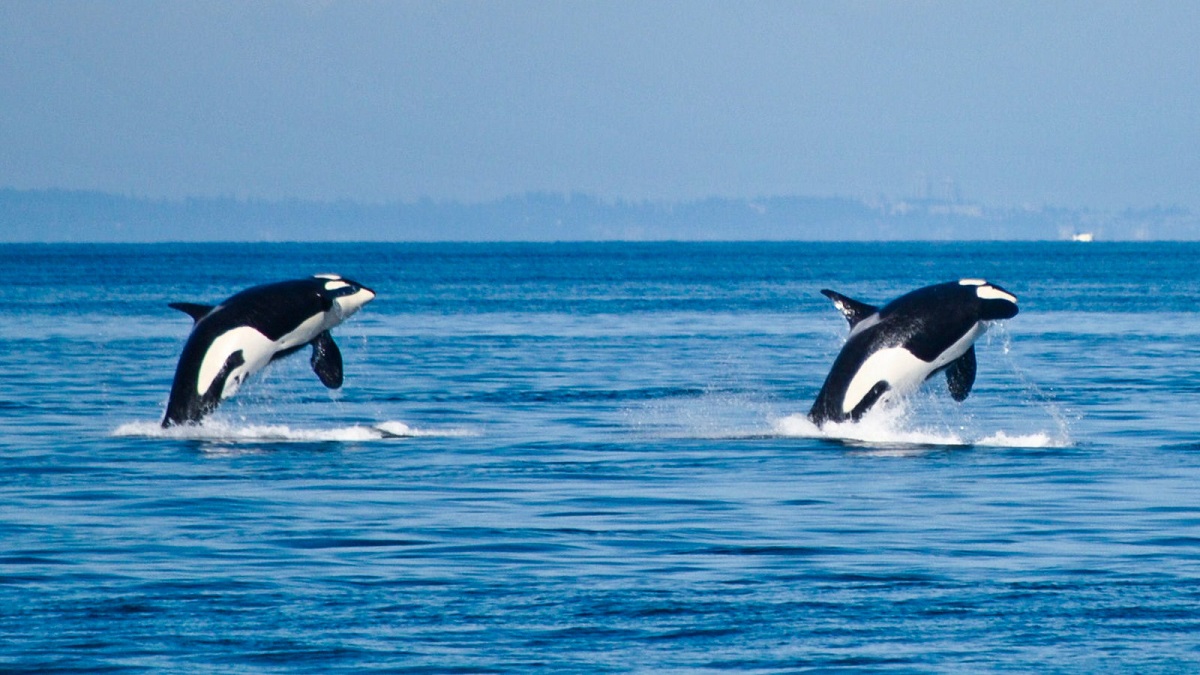 الحوت يلد ام يبيض