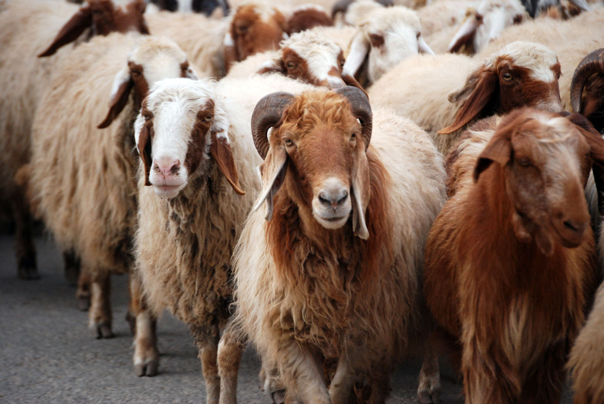 كيف أسمن الغنم بسرعه؟